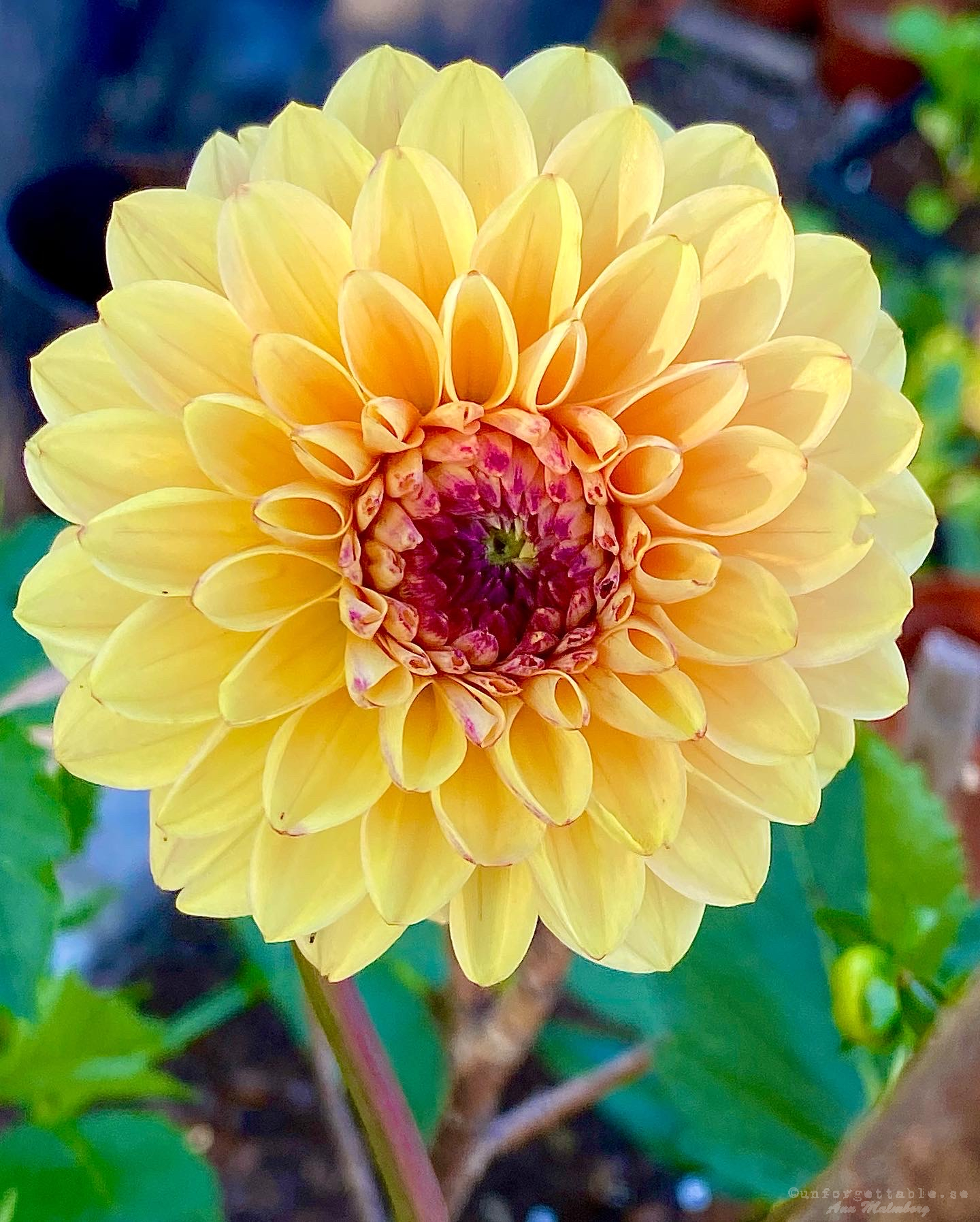 Dahlia så odlar du dem