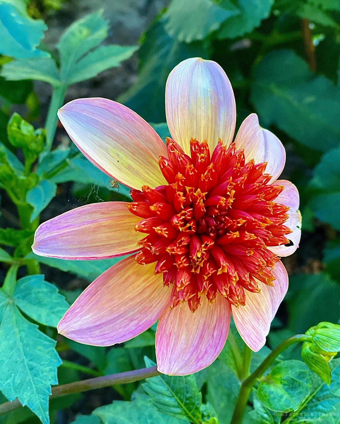 Dahlia så odlar du dem