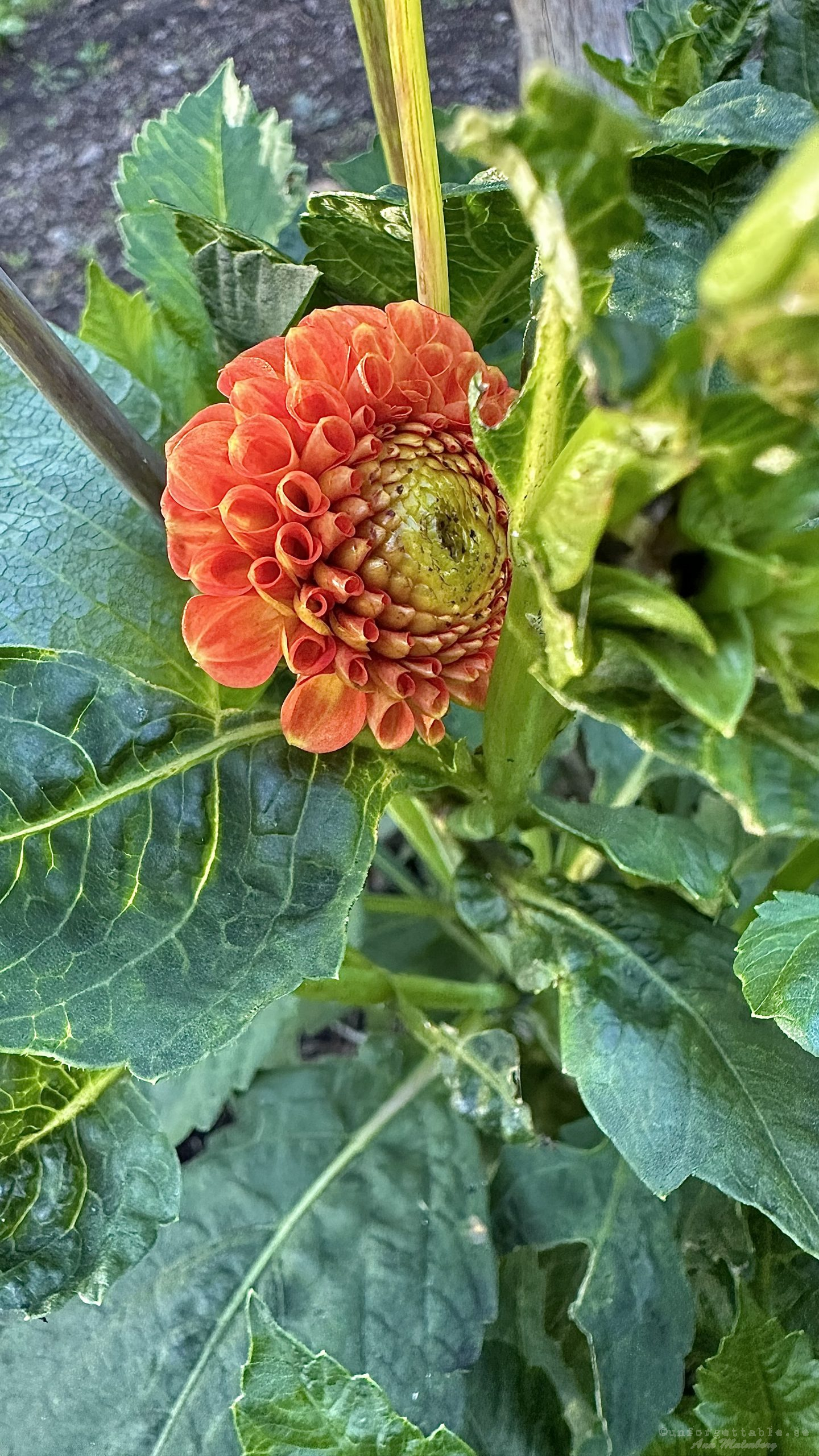 Dahlia så odlar du dem