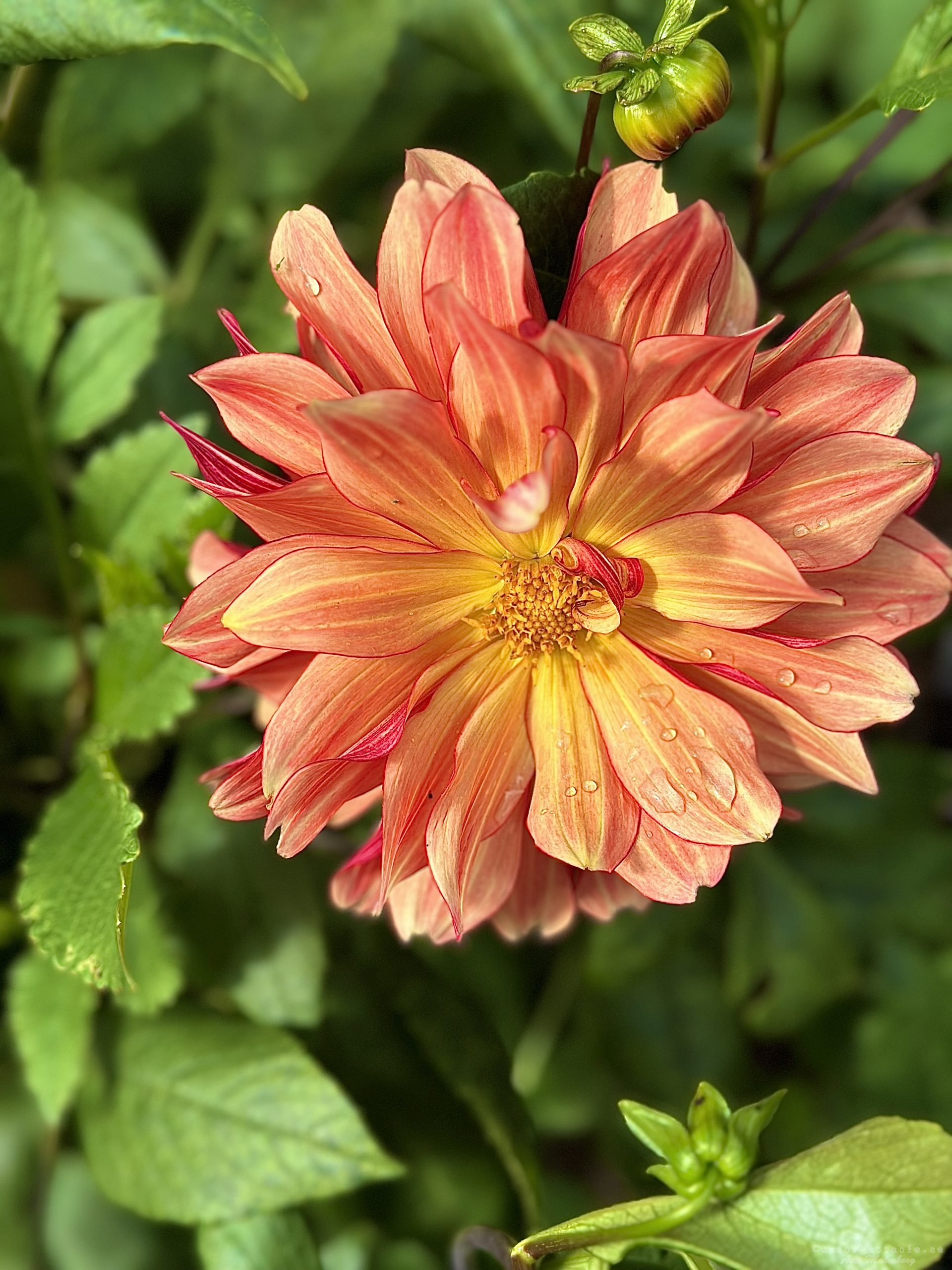 Dahlia så odlar du dem