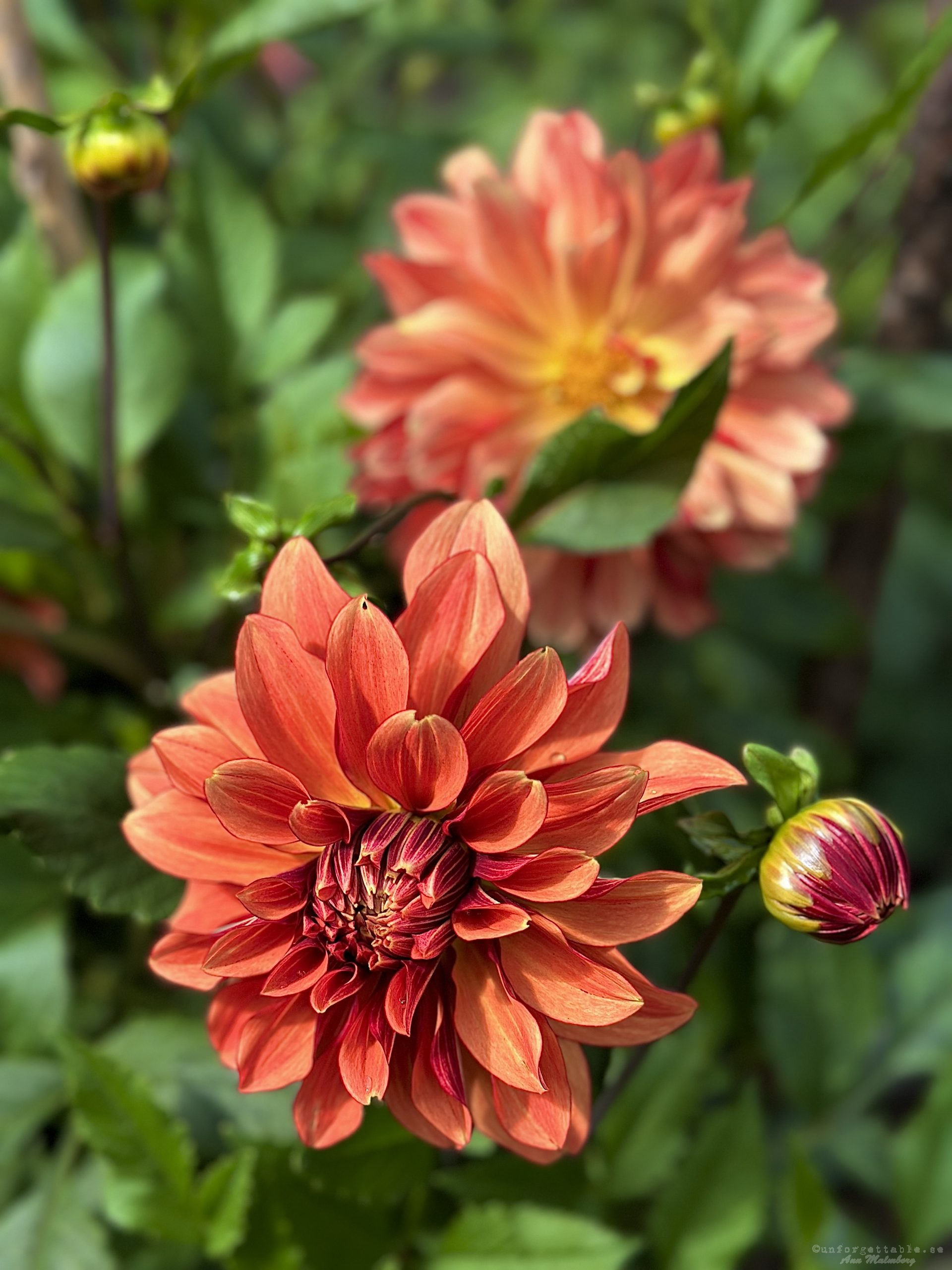 Dahlia så odlar du dem