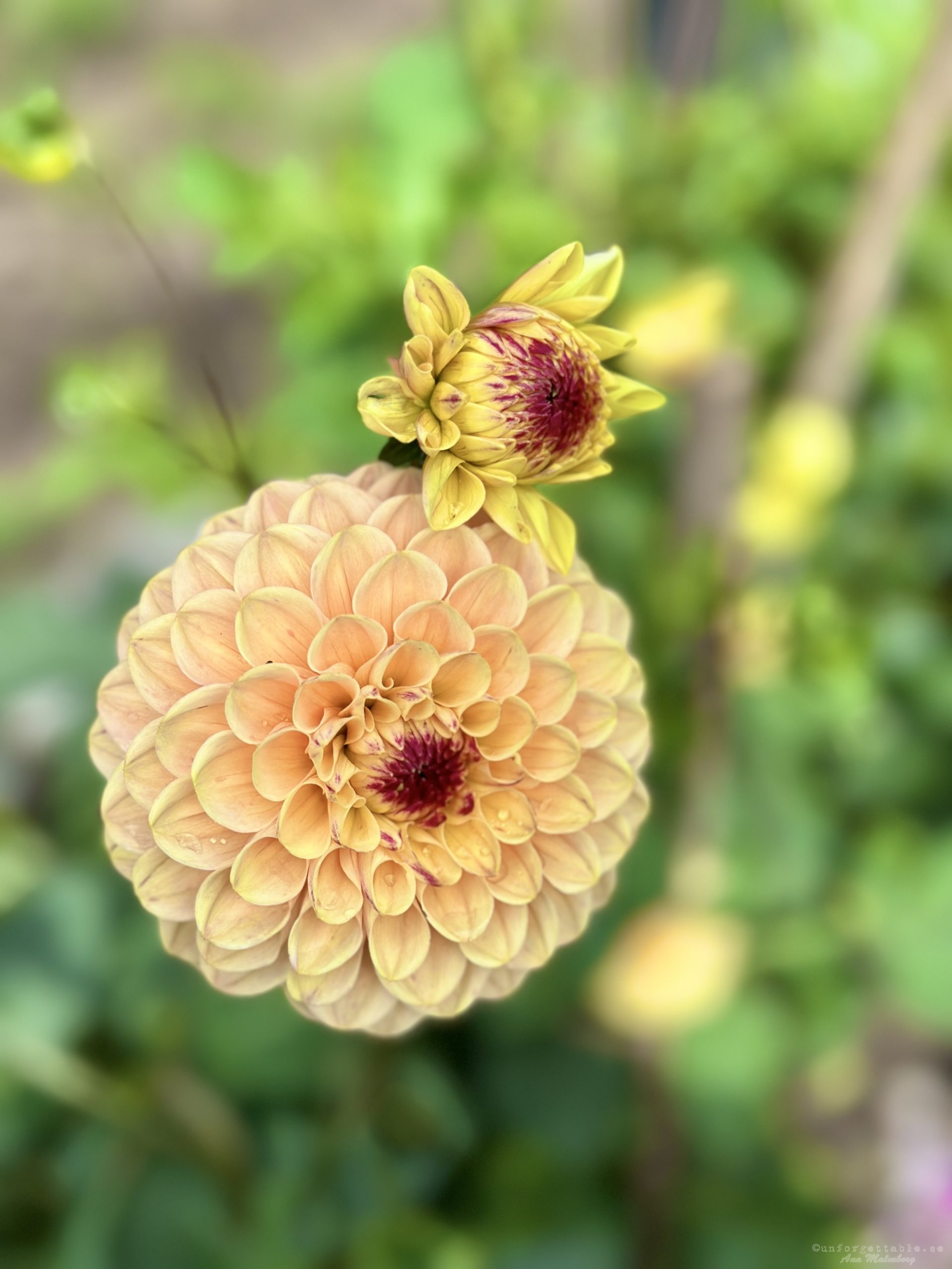 Dahlia så odlar du dem