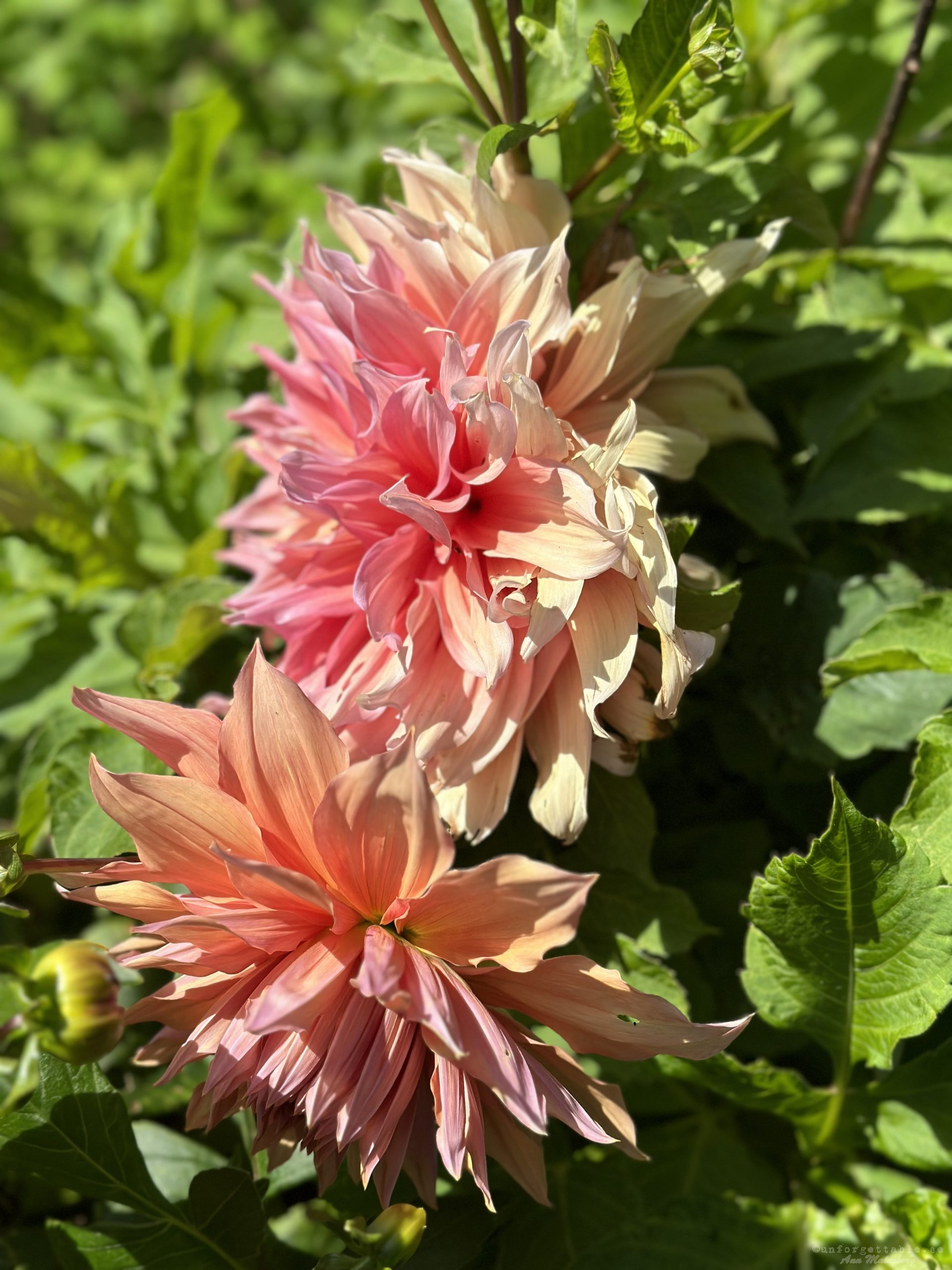 Dahlia så odlar du dem