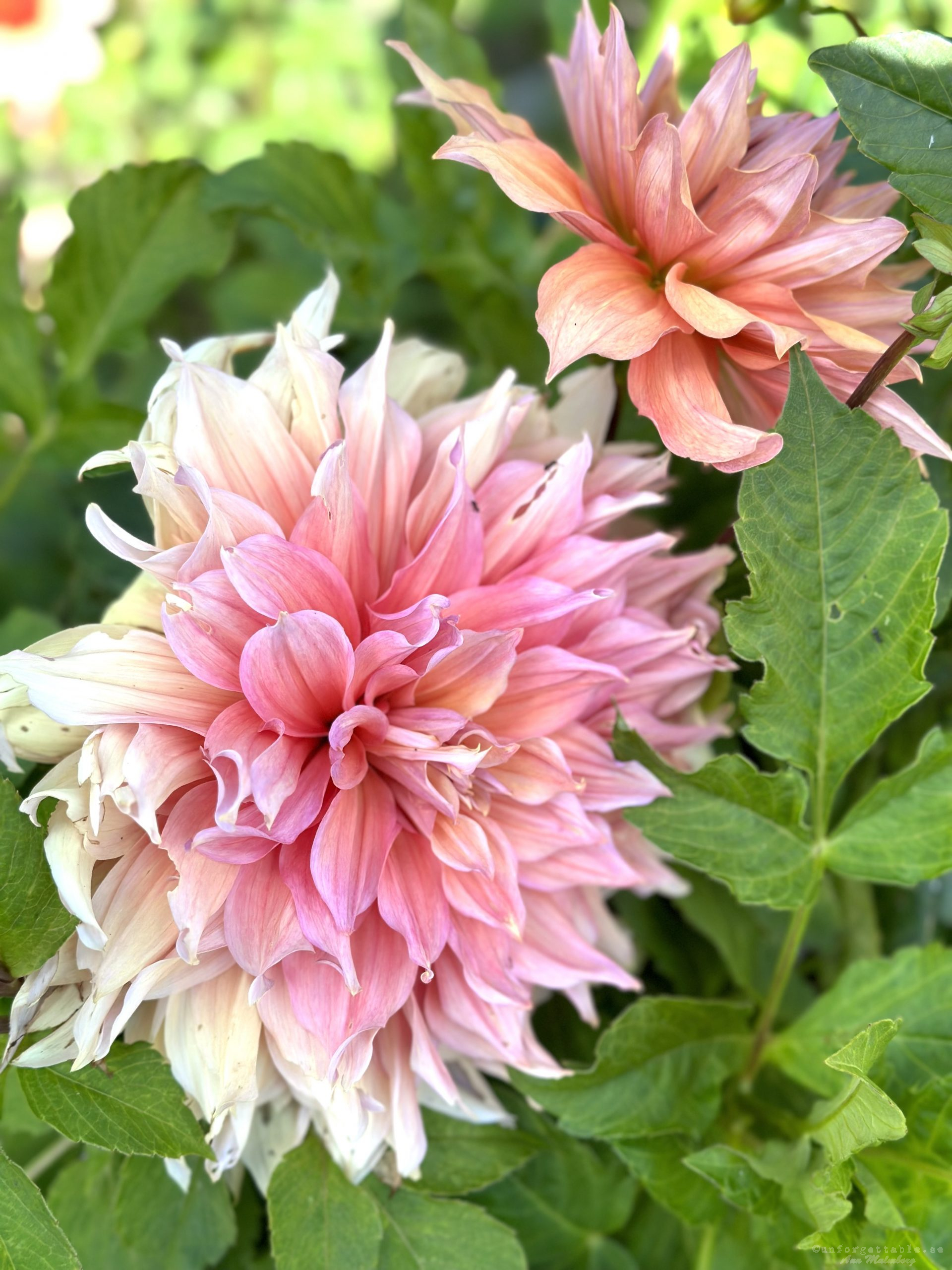 Dahlia så odlar du dem