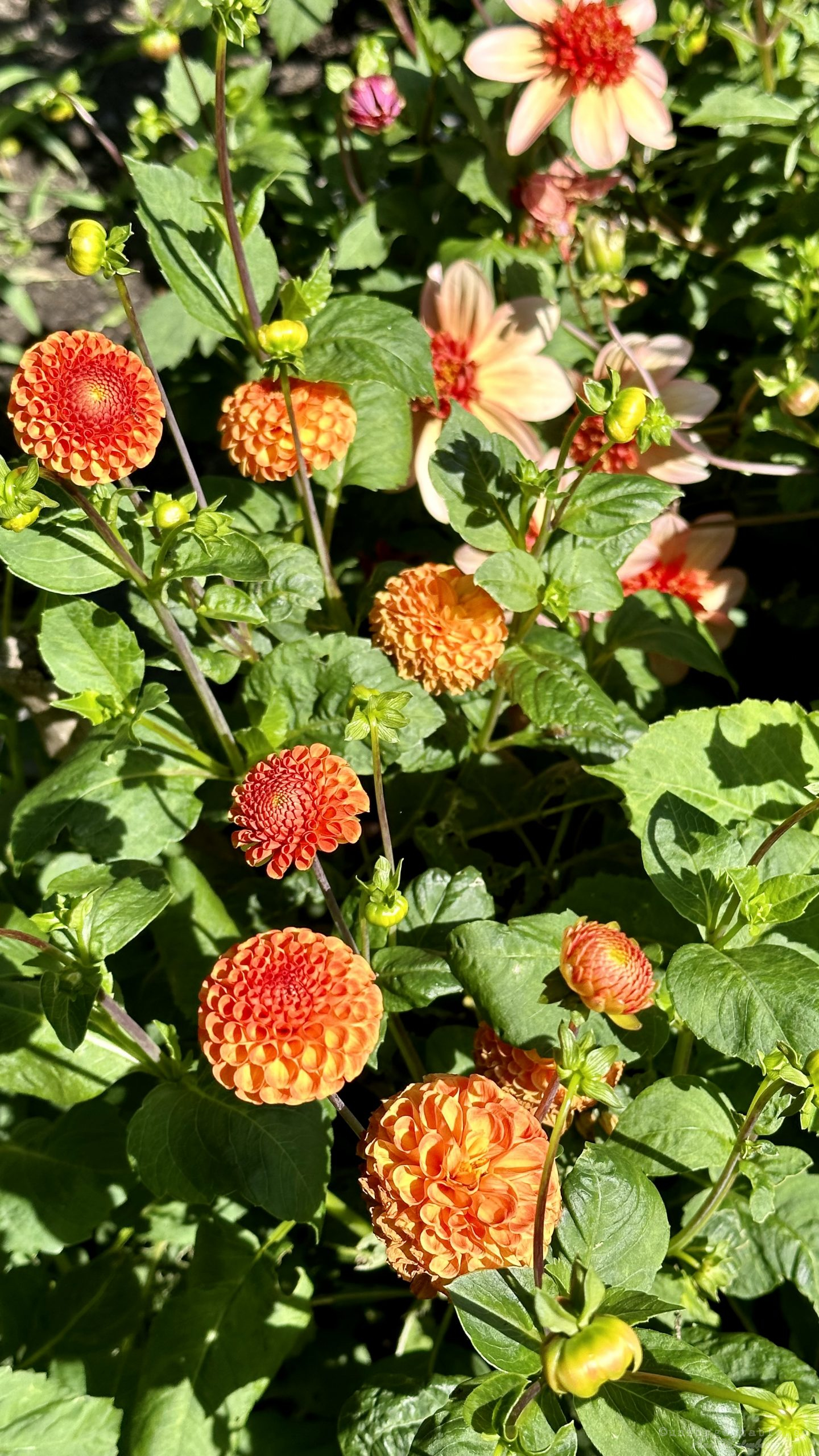 Dahlia så odlar du dem