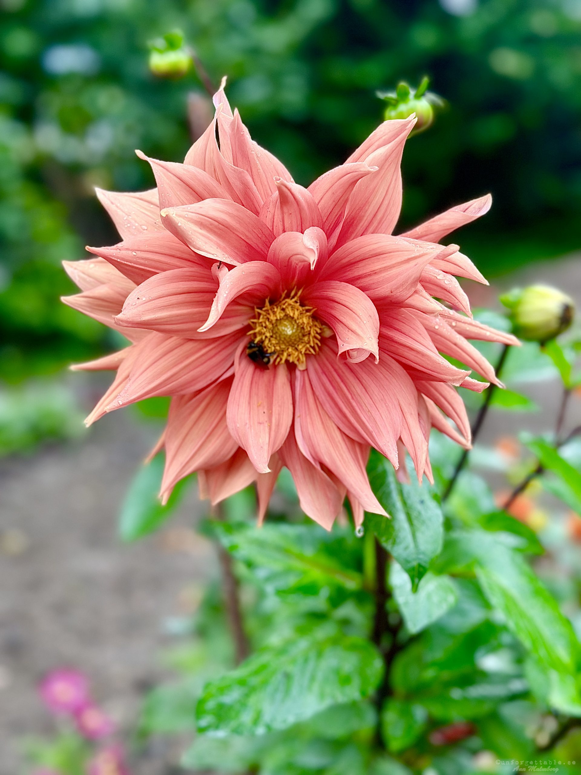 Dahlia så odlar du dem