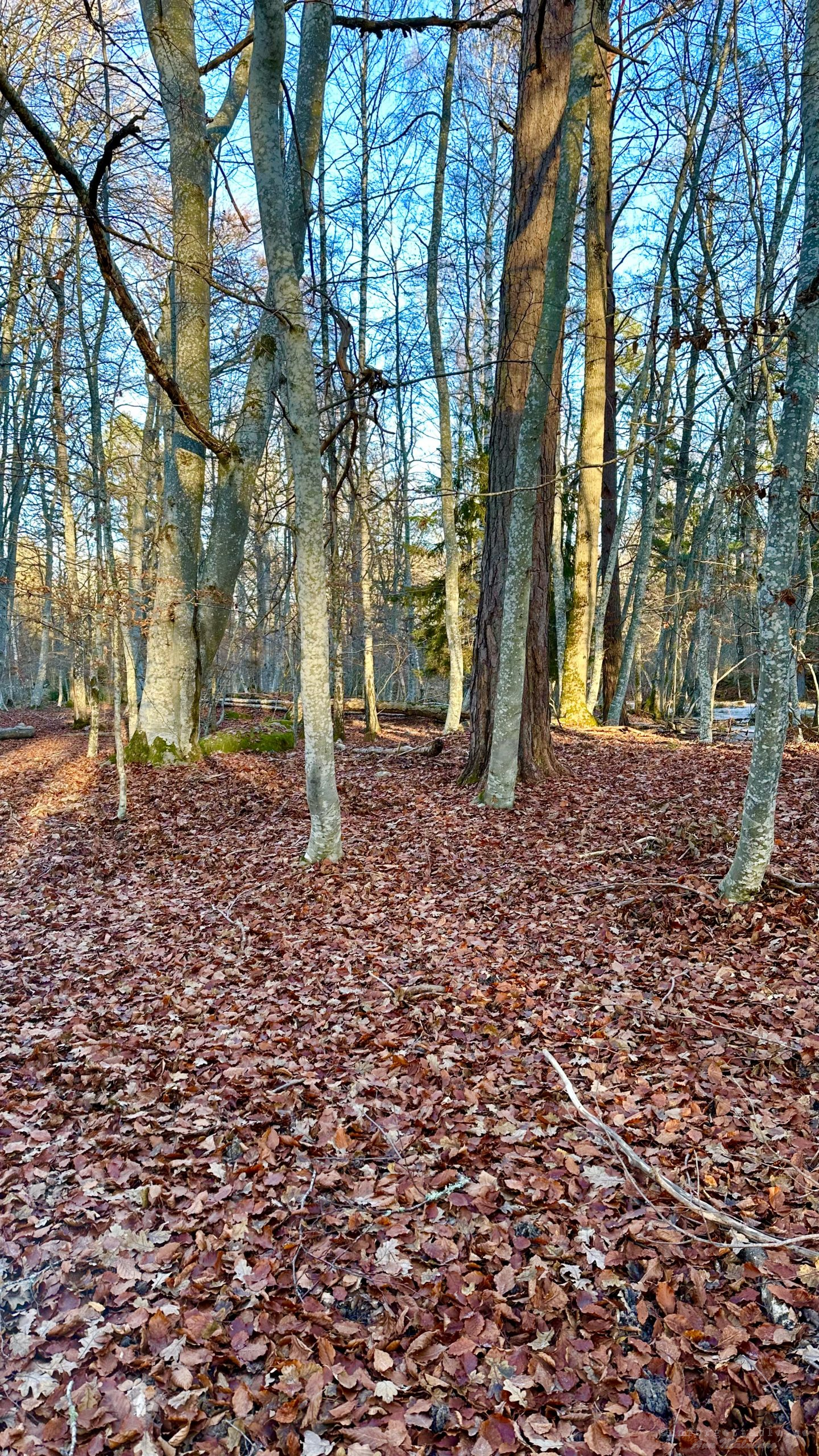 Fagerön vandring