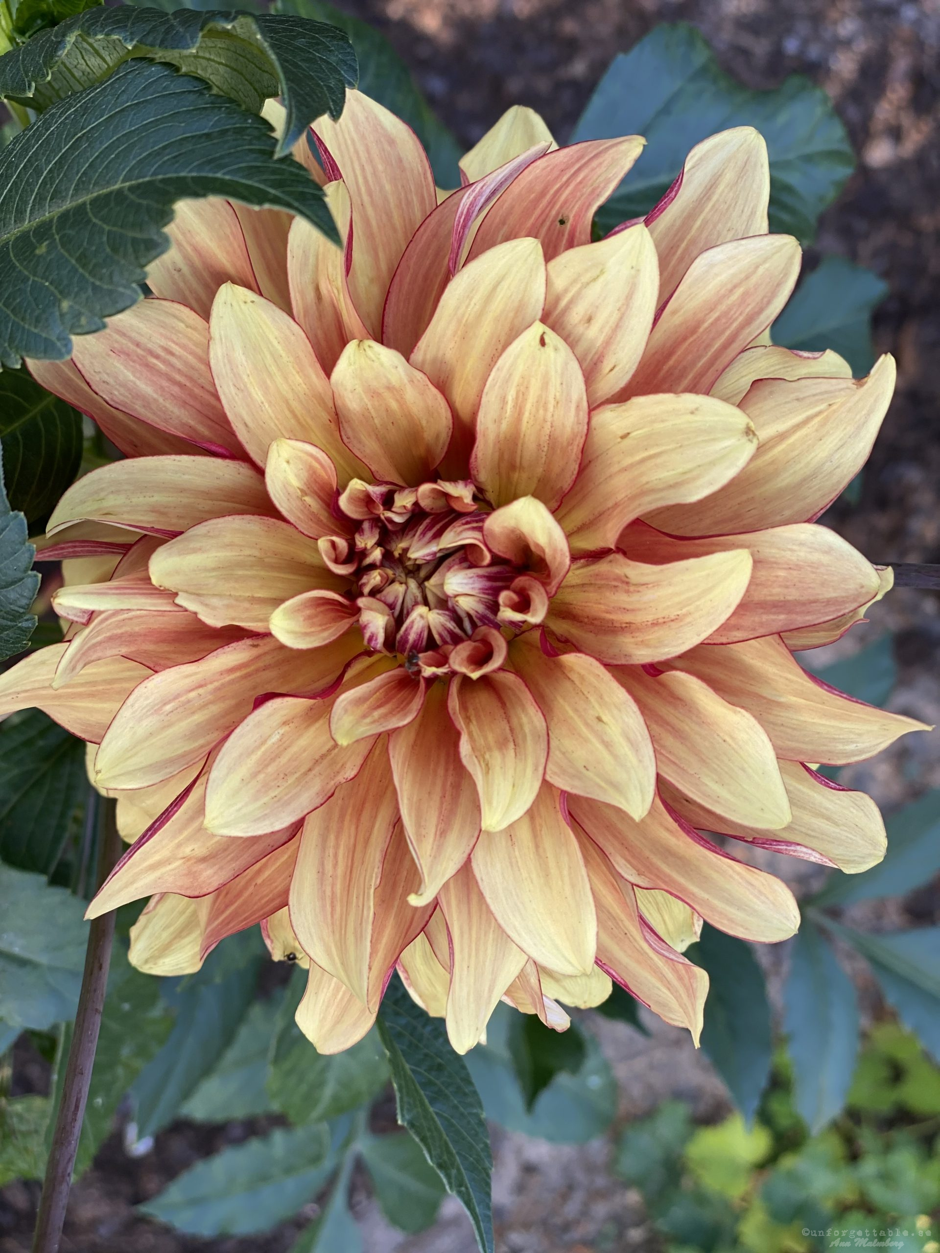 Dahlia så odlar du dem