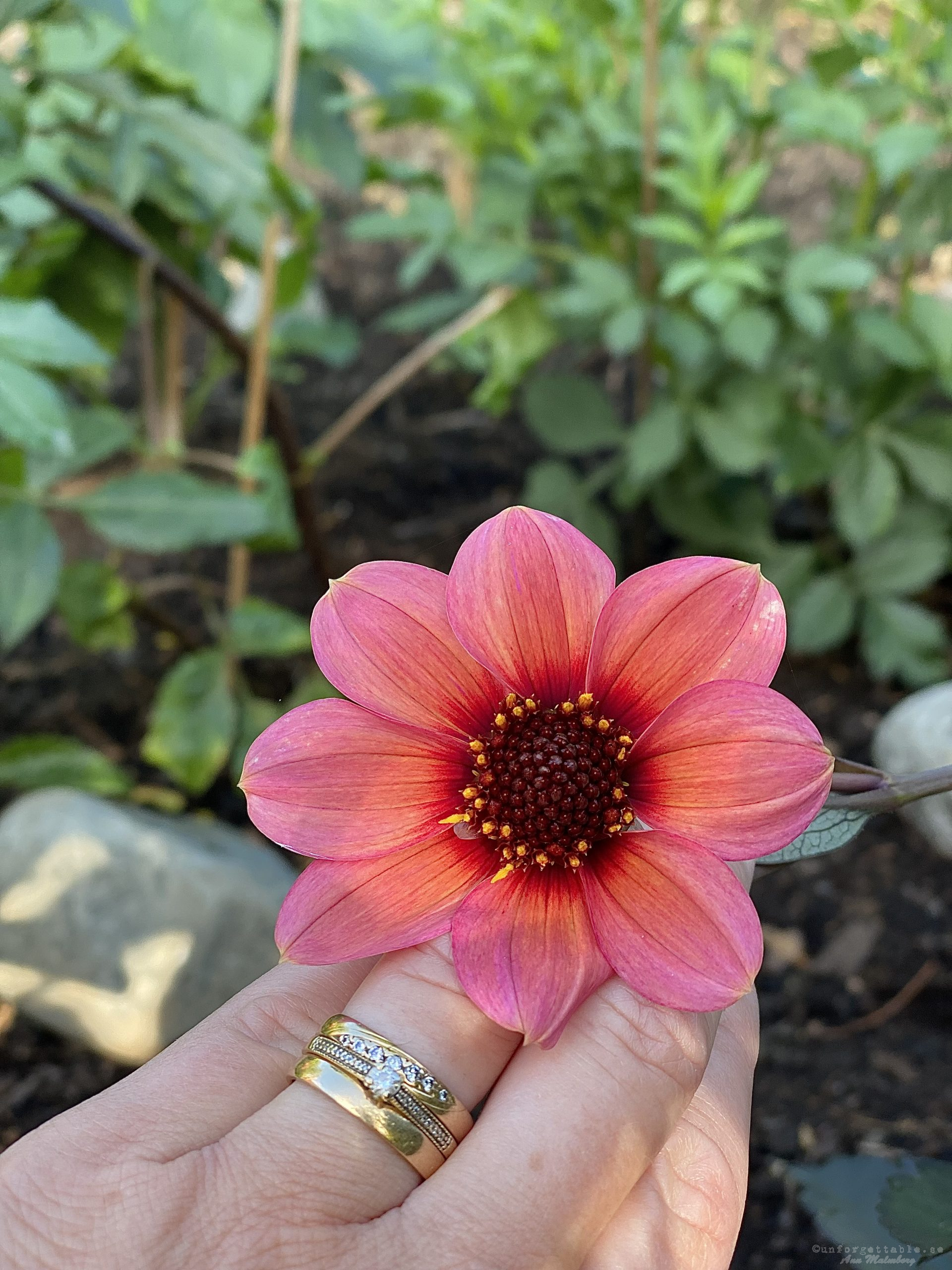 Dahlia så odlar du dem