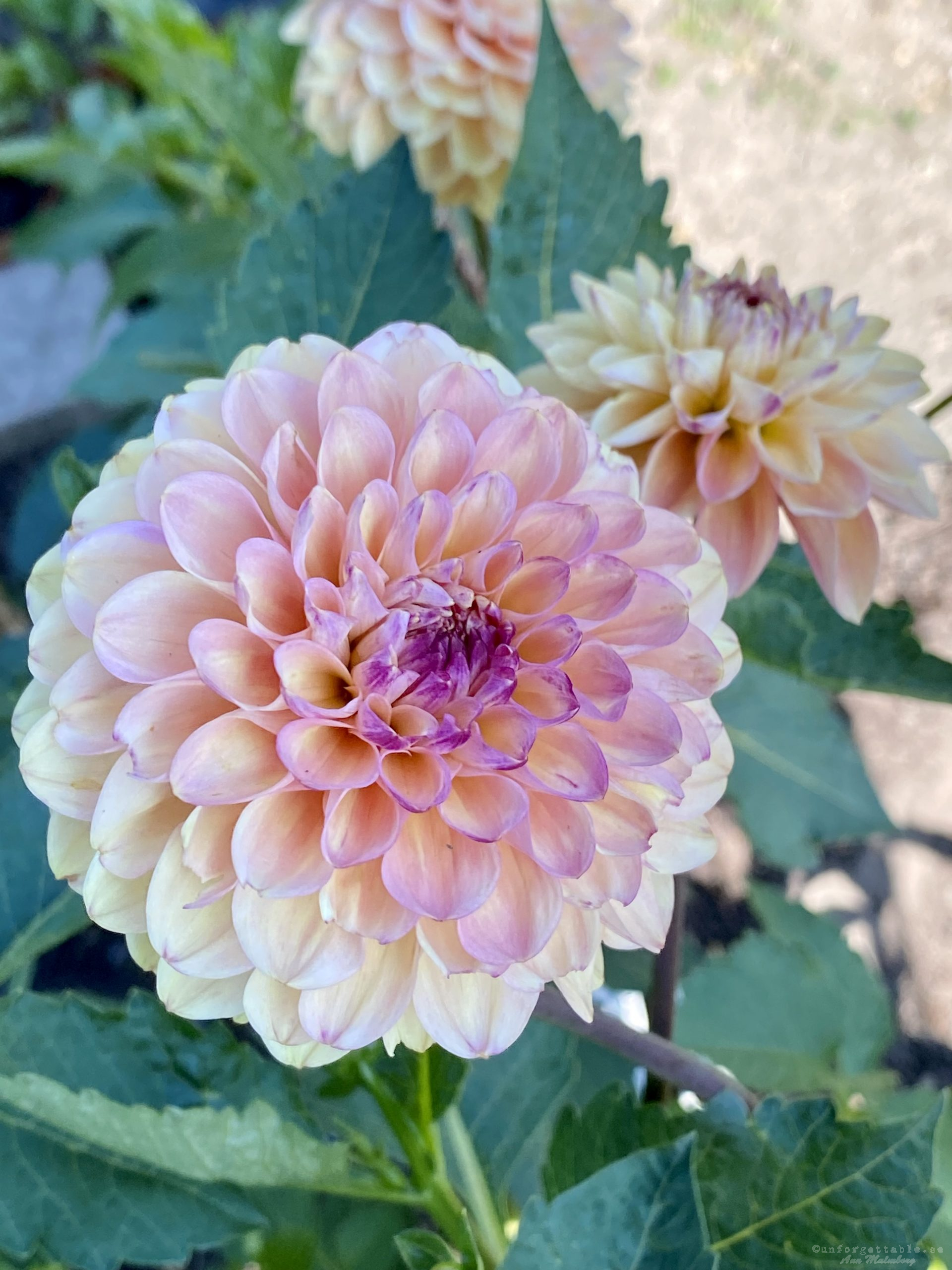 Dahlia så odlar du dem